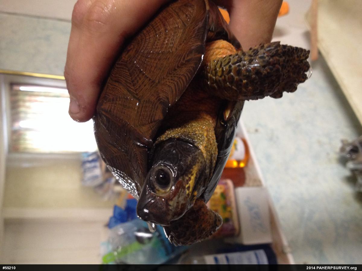 Wood Turtle
