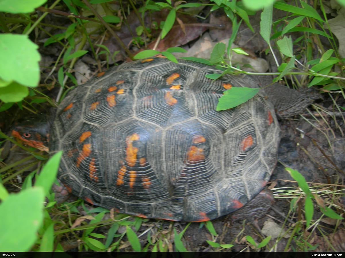 Eastern Box Turtle