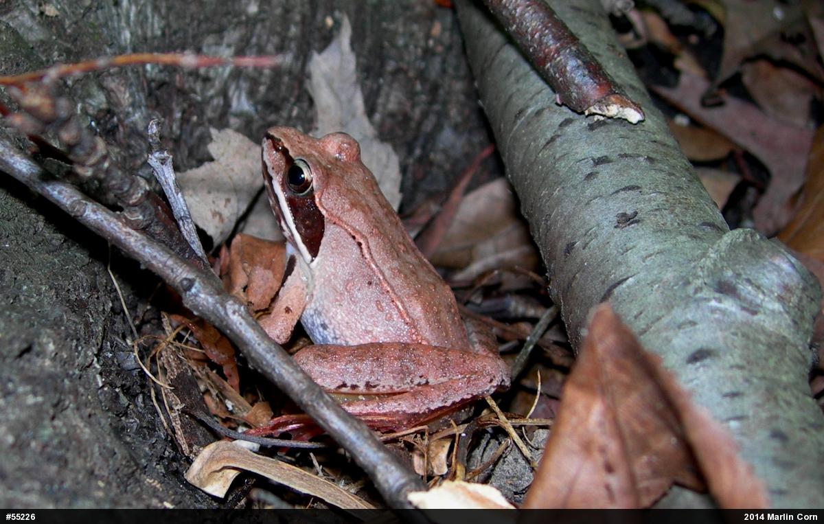 Wood Frog