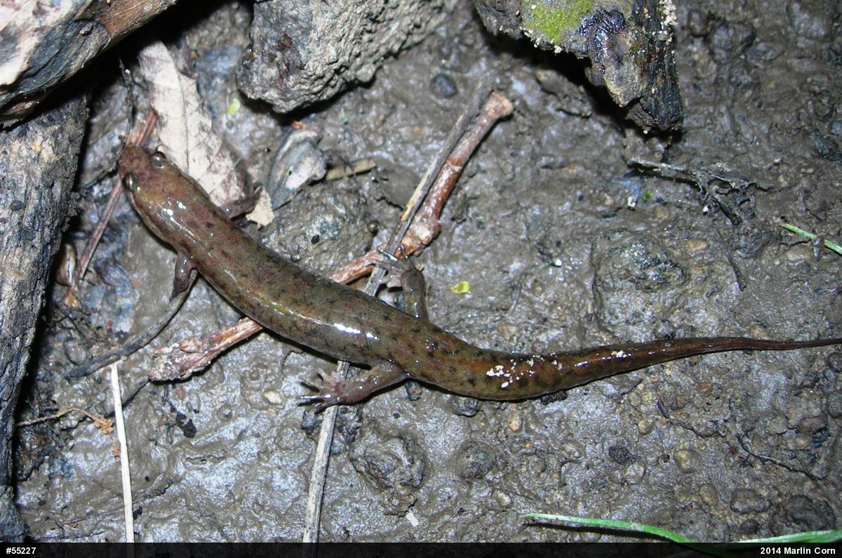 Northern Dusky Salamander