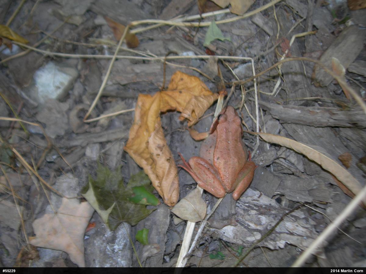 Wood Frog