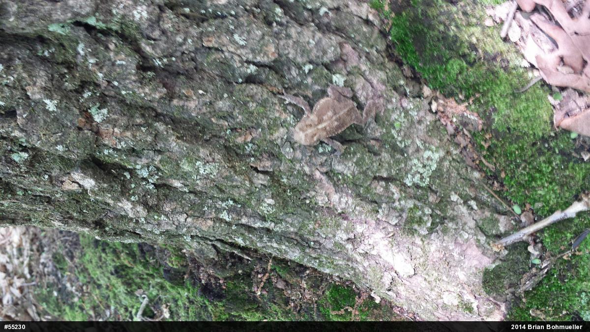 Eastern American Toad