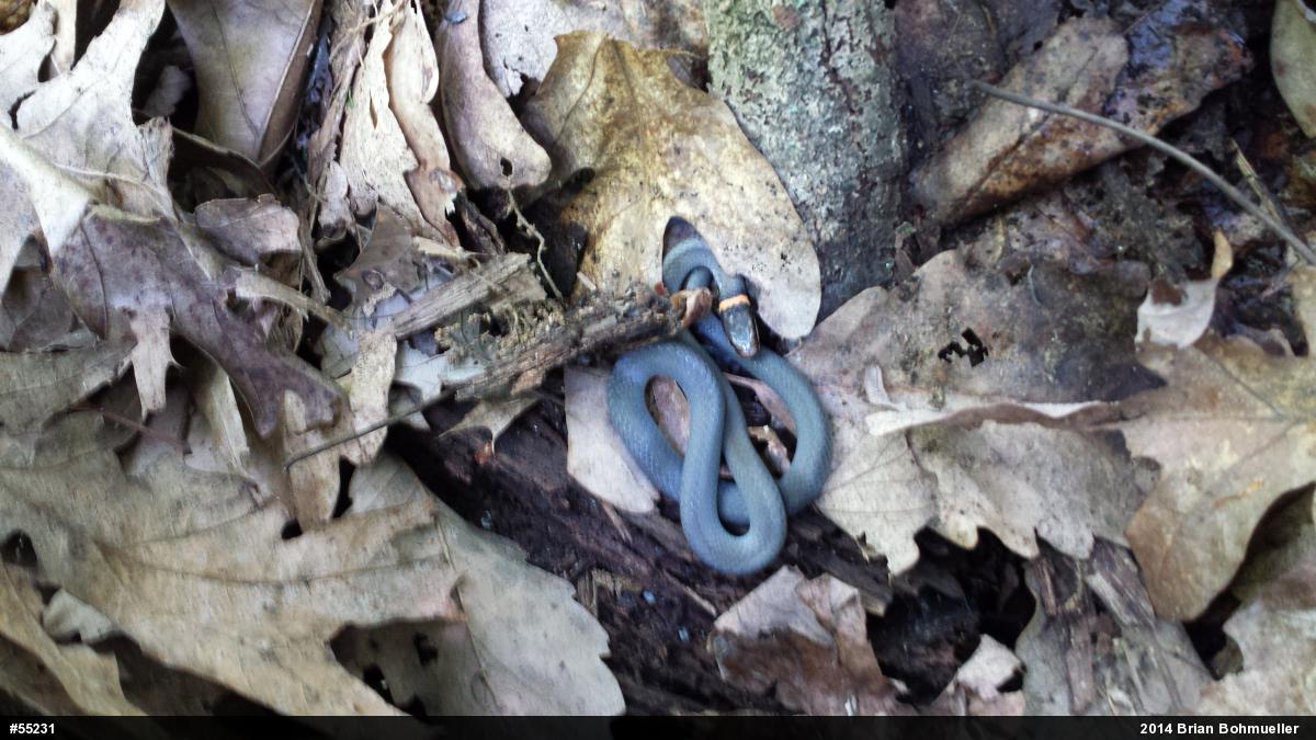 Northern Ring-necked Snake