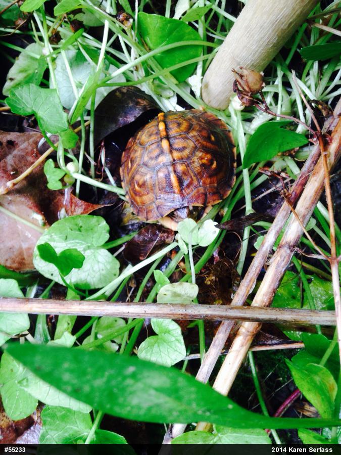 Eastern Box Turtle
