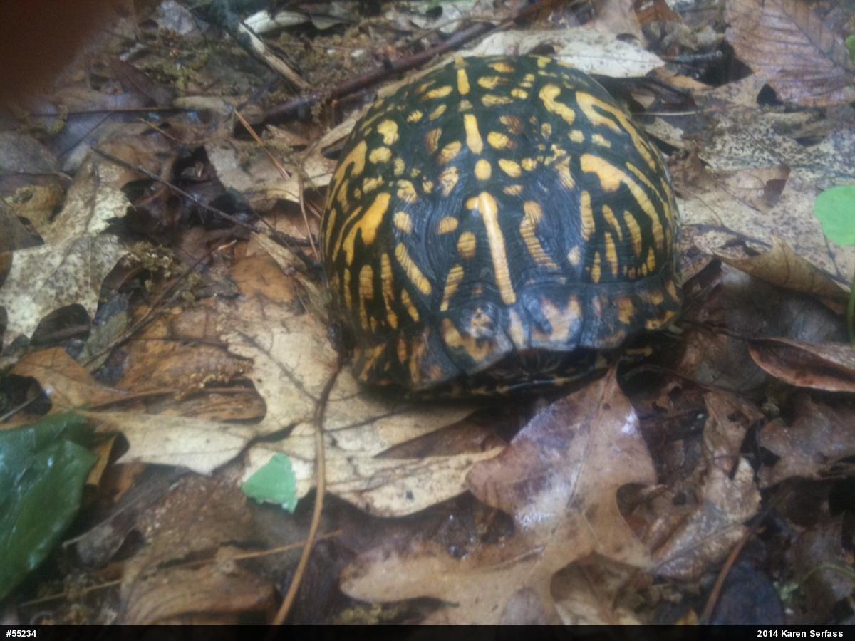 Eastern Box Turtle