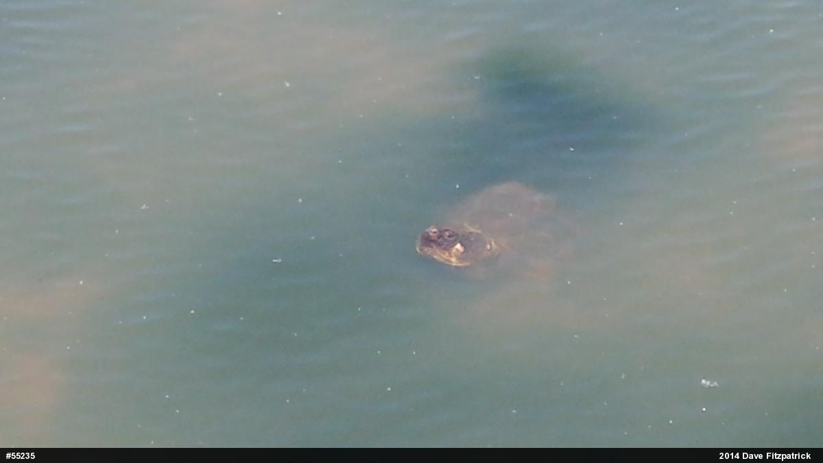 Snapping Turtle