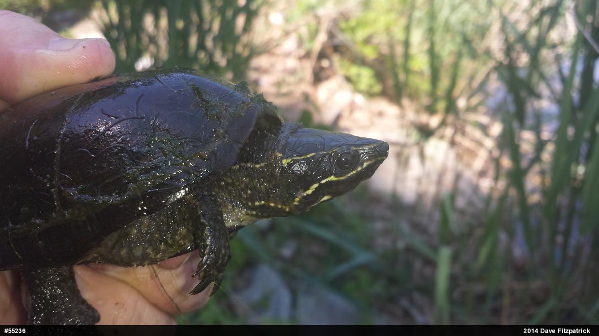 Eastern Musk Turtle