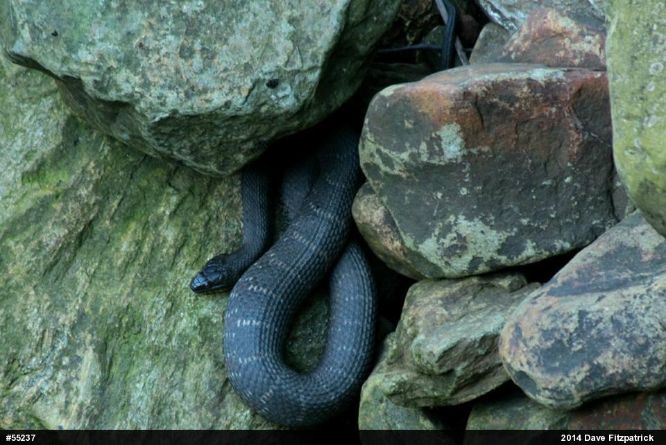 Northern Watersnake
