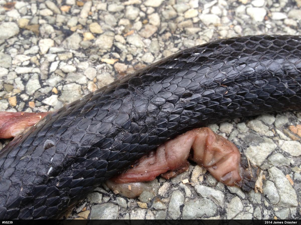 Eastern Ratsnake