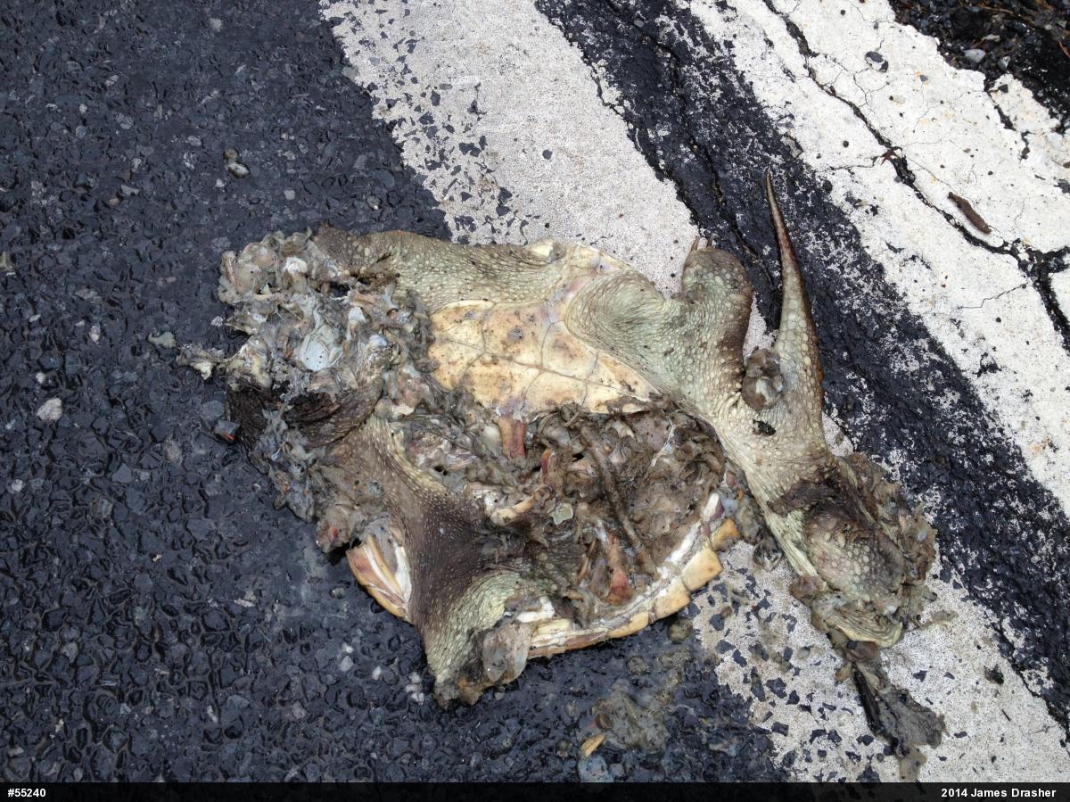Snapping Turtle