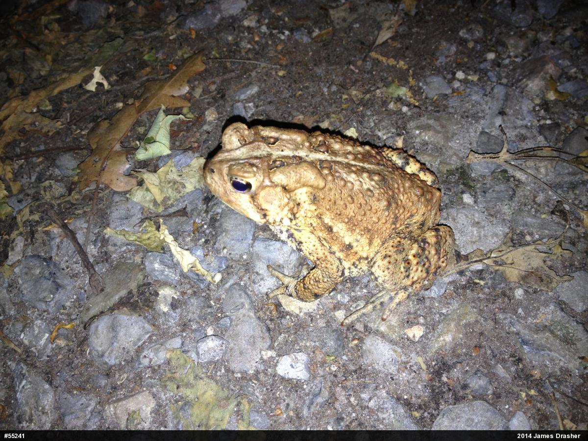 Eastern American Toad
