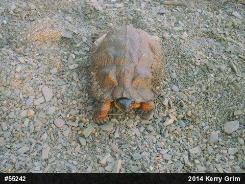Wood Turtle
