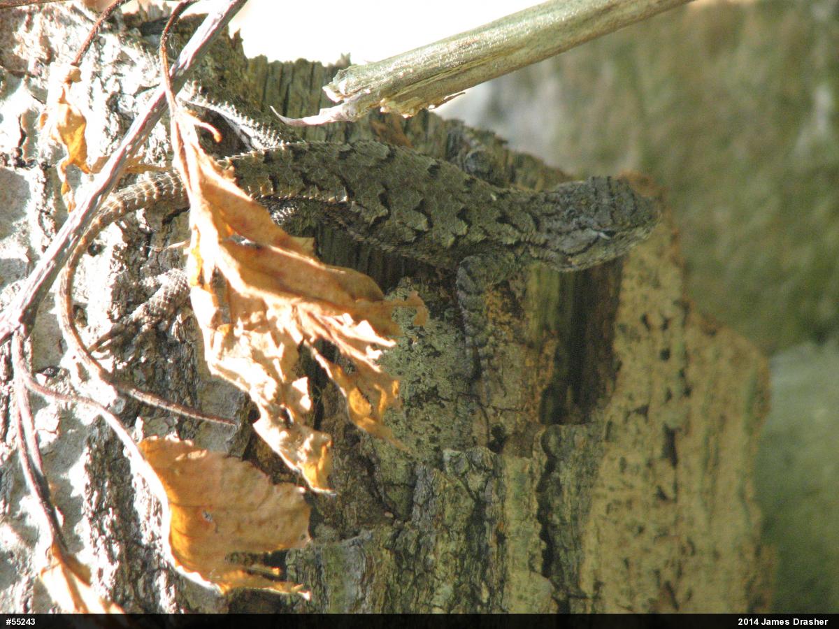 Eastern Fence Lizard