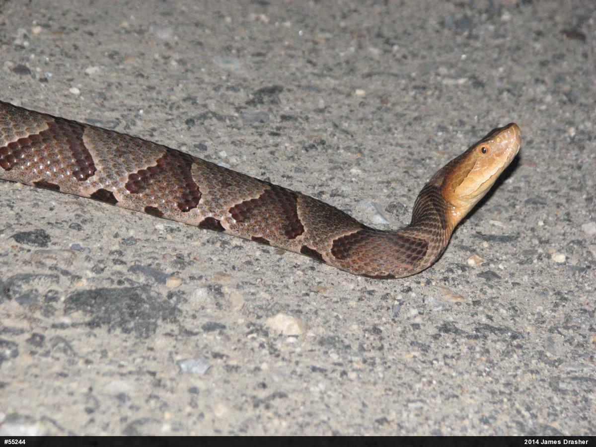 Northern Copperhead