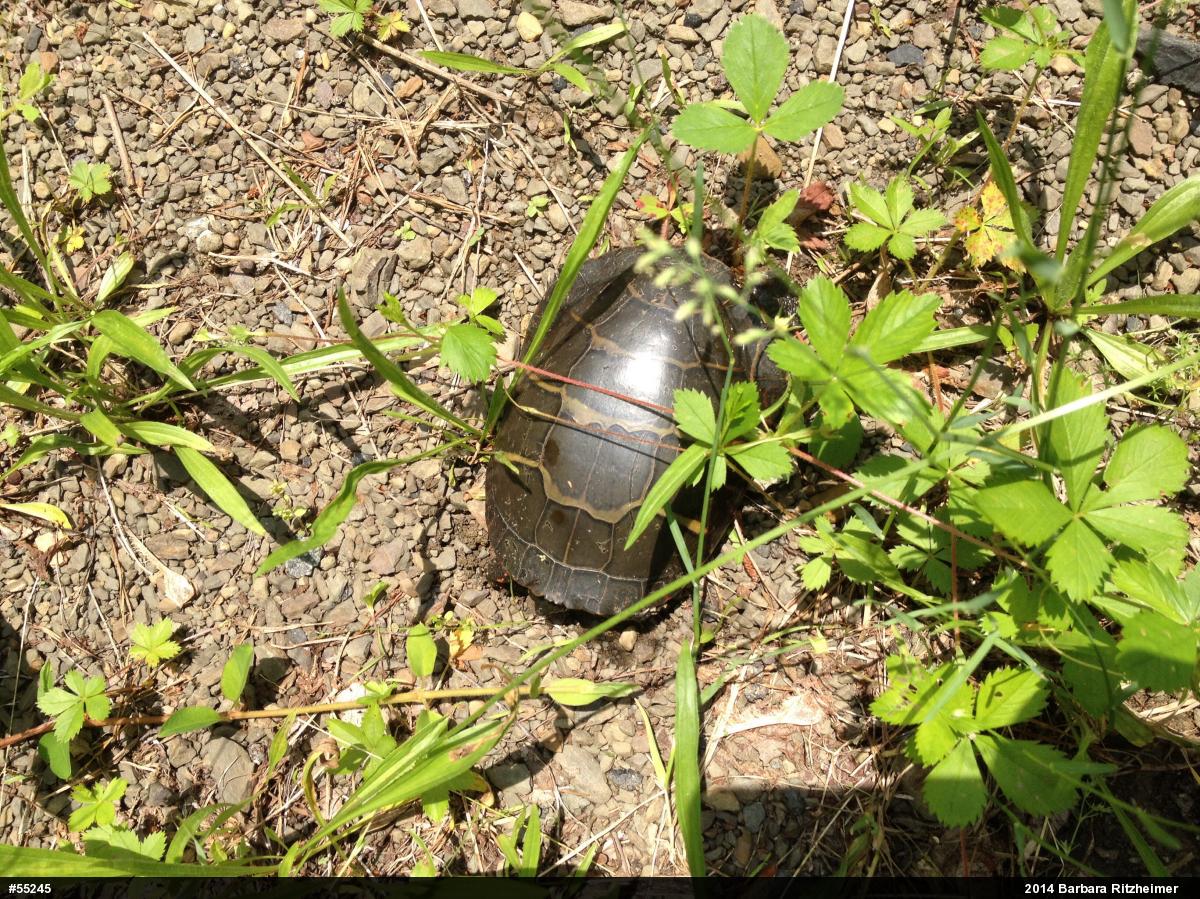Eastern Painted Turtle