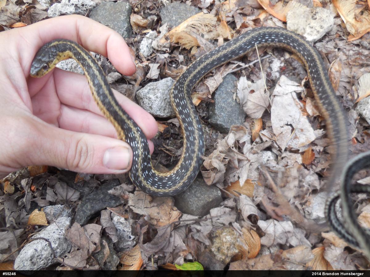 Eastern Gartersnake