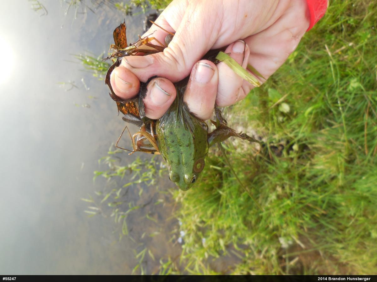 Green Frog