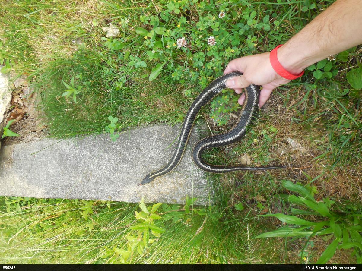 Eastern Gartersnake