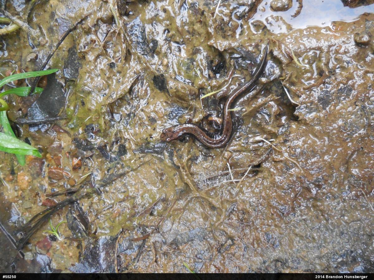 Allegheny Mountain Dusky Salamander