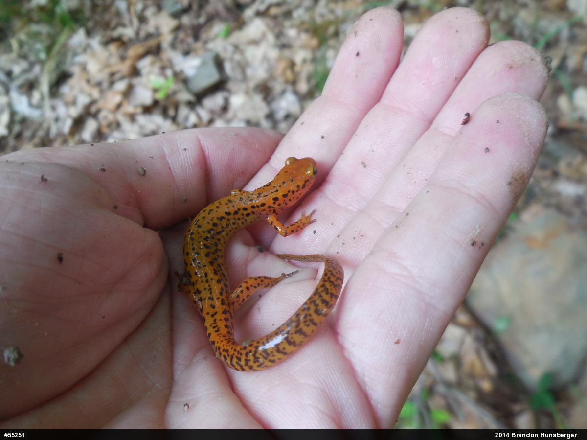 Eastern Long-tailed Salamander