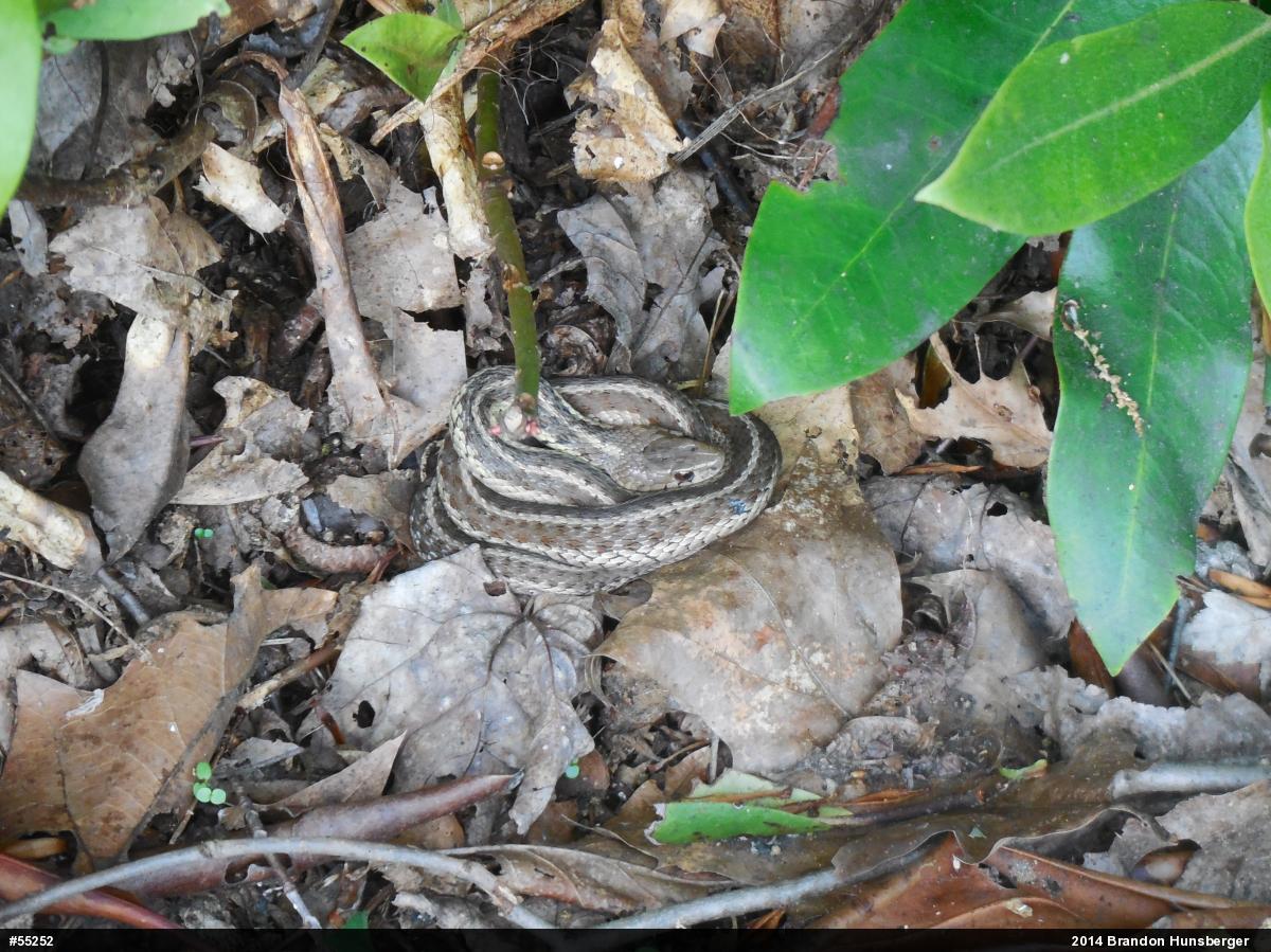 Eastern Gartersnake