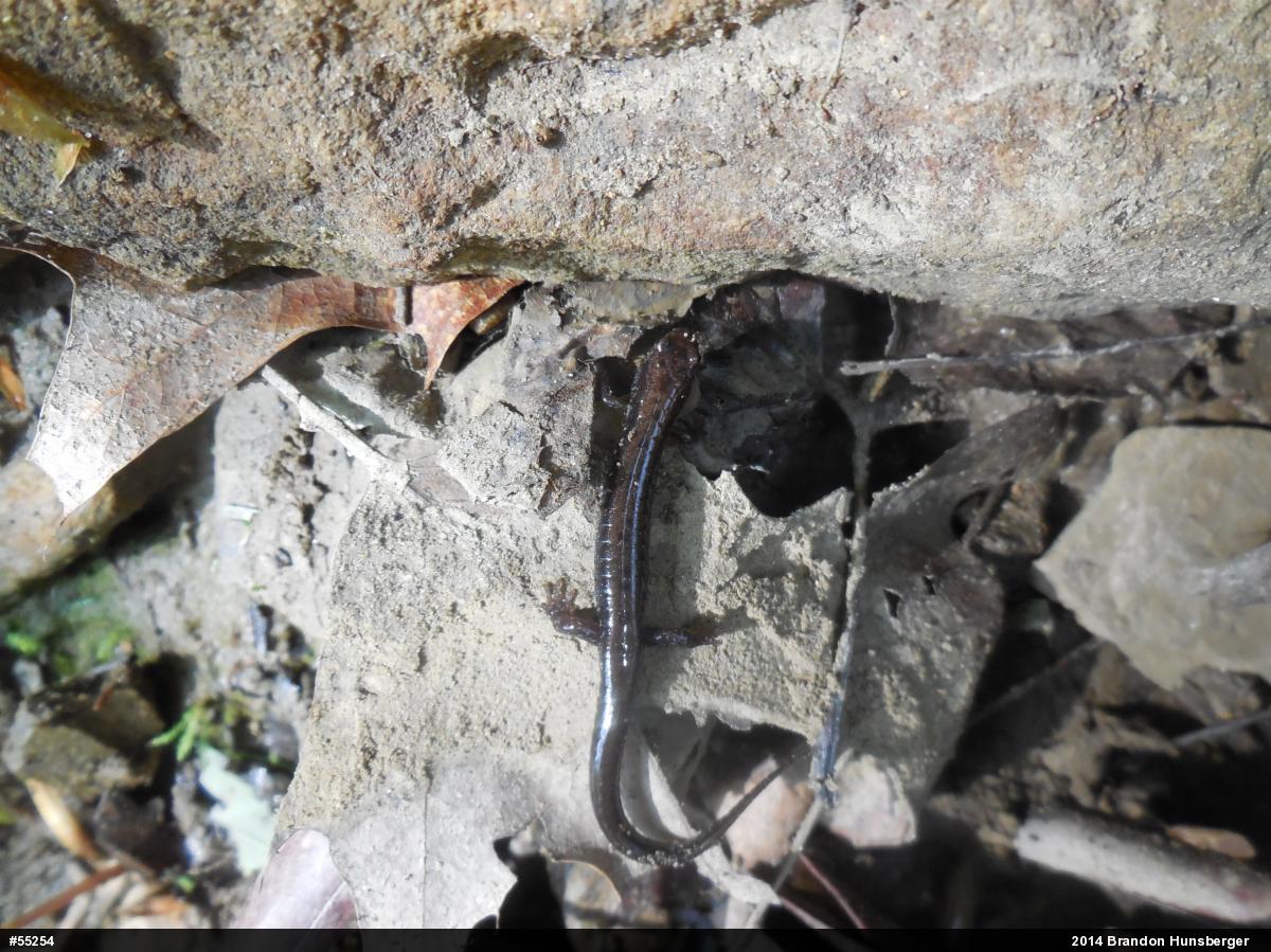 Allegheny Mountain Dusky Salamander
