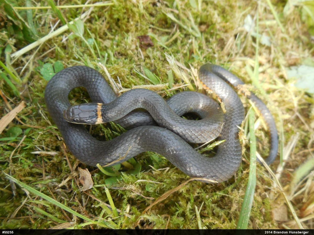 Northern Ring-necked Snake