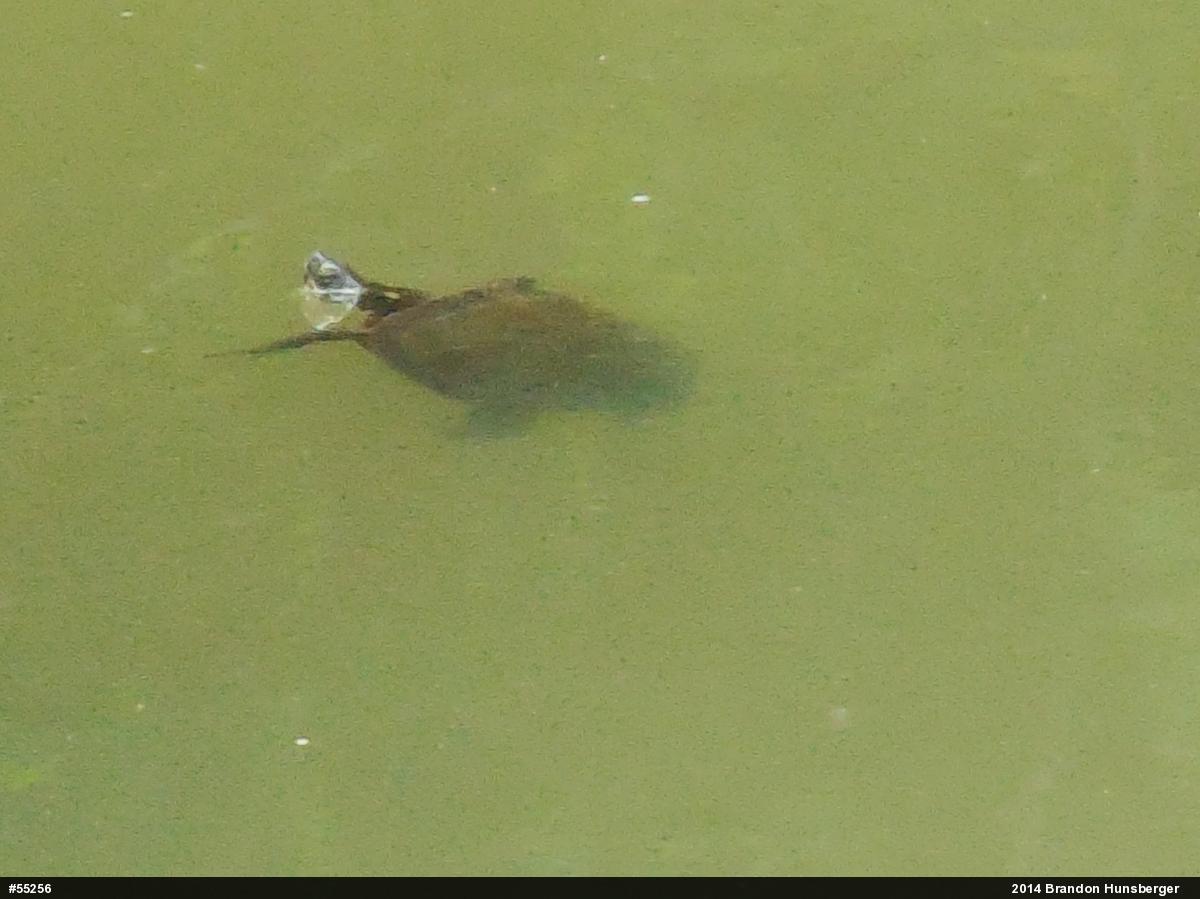 Painted Turtle