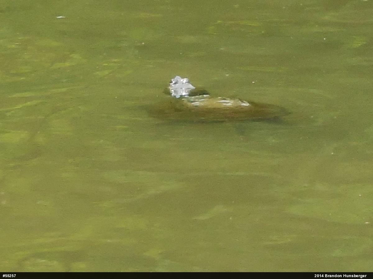 Snapping Turtle