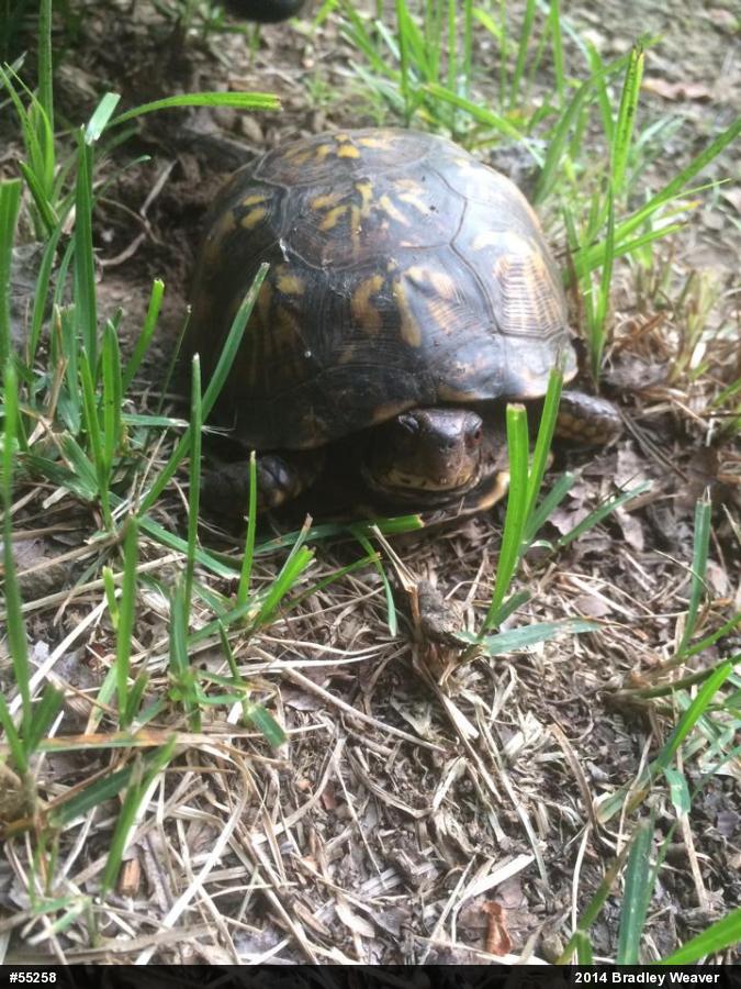 Eastern Box Turtle