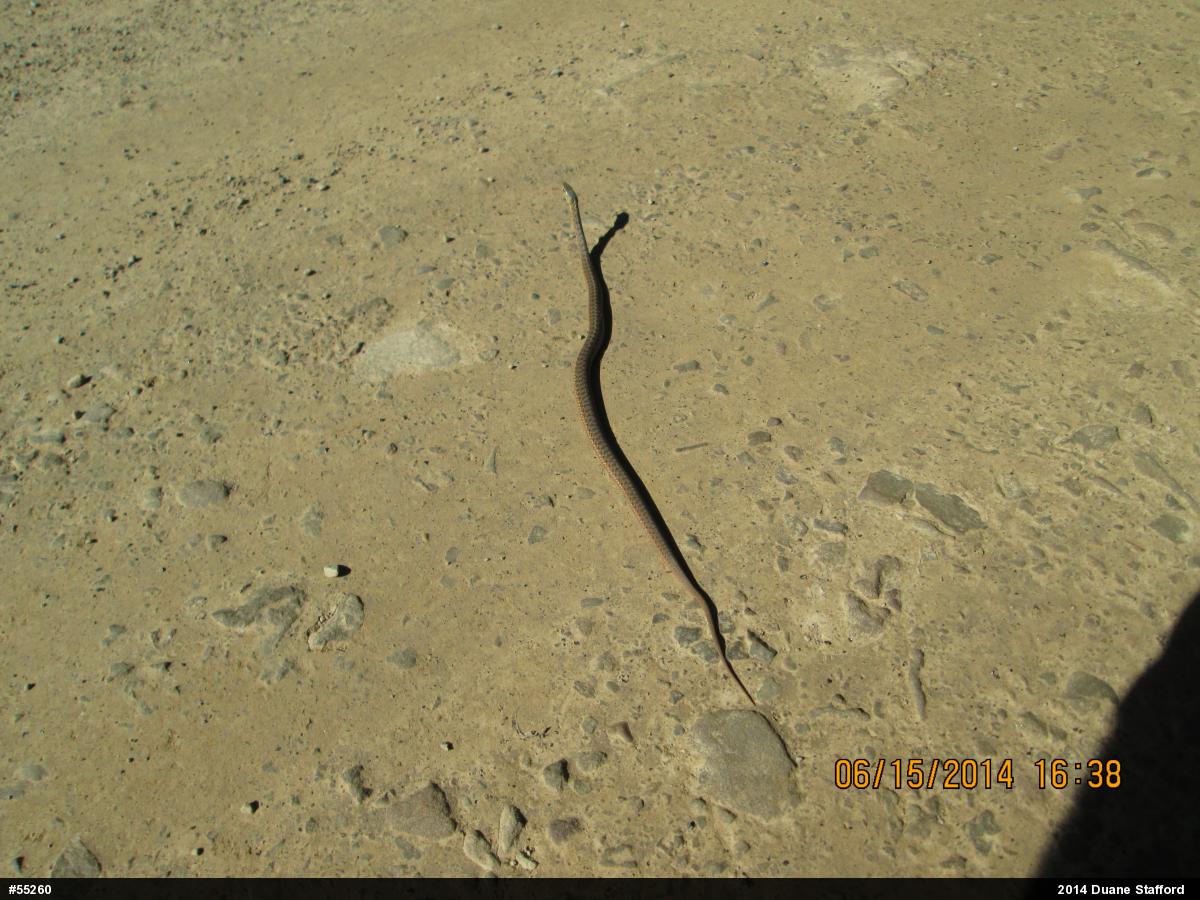 Eastern Gartersnake
