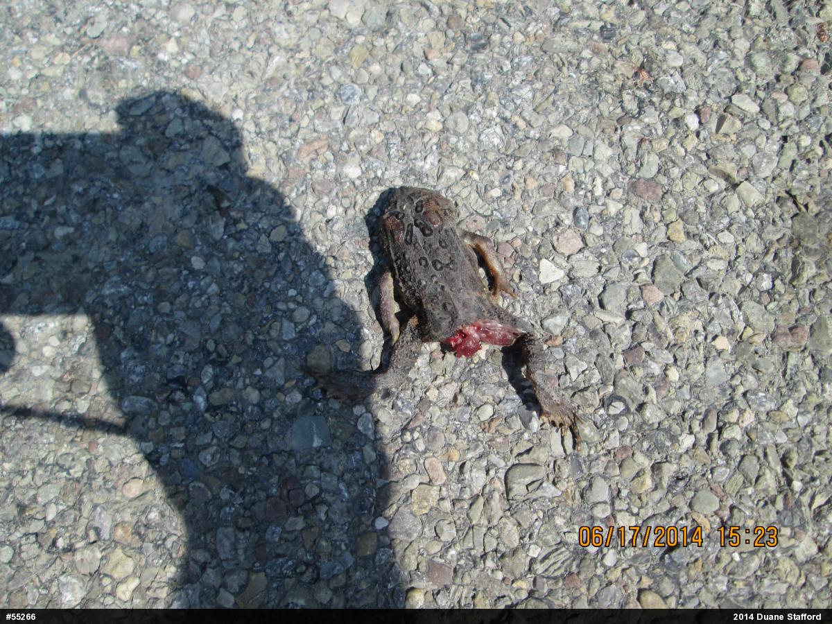 Eastern American Toad
