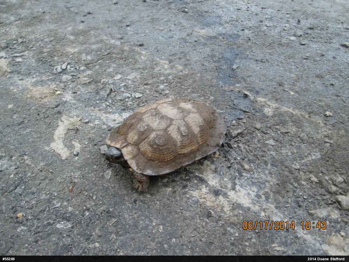 Wood Turtle
