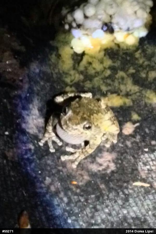Unknown Gray Treefrog
