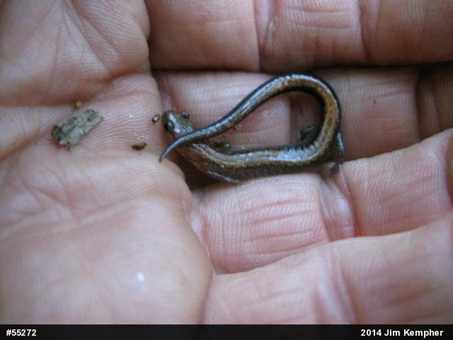 Eastern Red-backed  Salamander