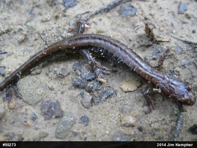 Allegheny Mountain Dusky Salamander