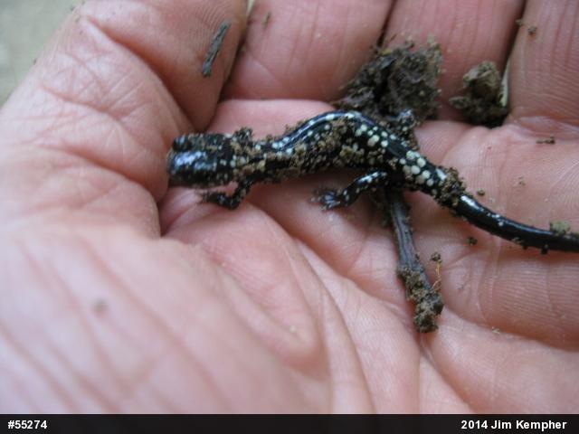 Northern Slimy Salamander