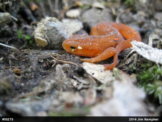 Red-spotted Newt