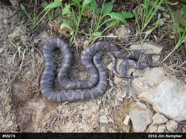 Eastern Milksnake