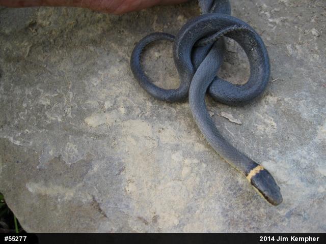 Northern Ring-necked Snake