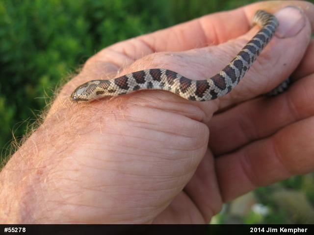 Eastern Milksnake