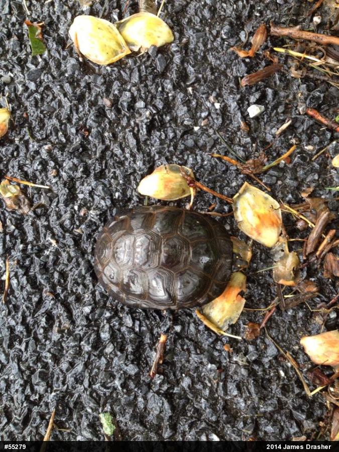 Spotted Turtle