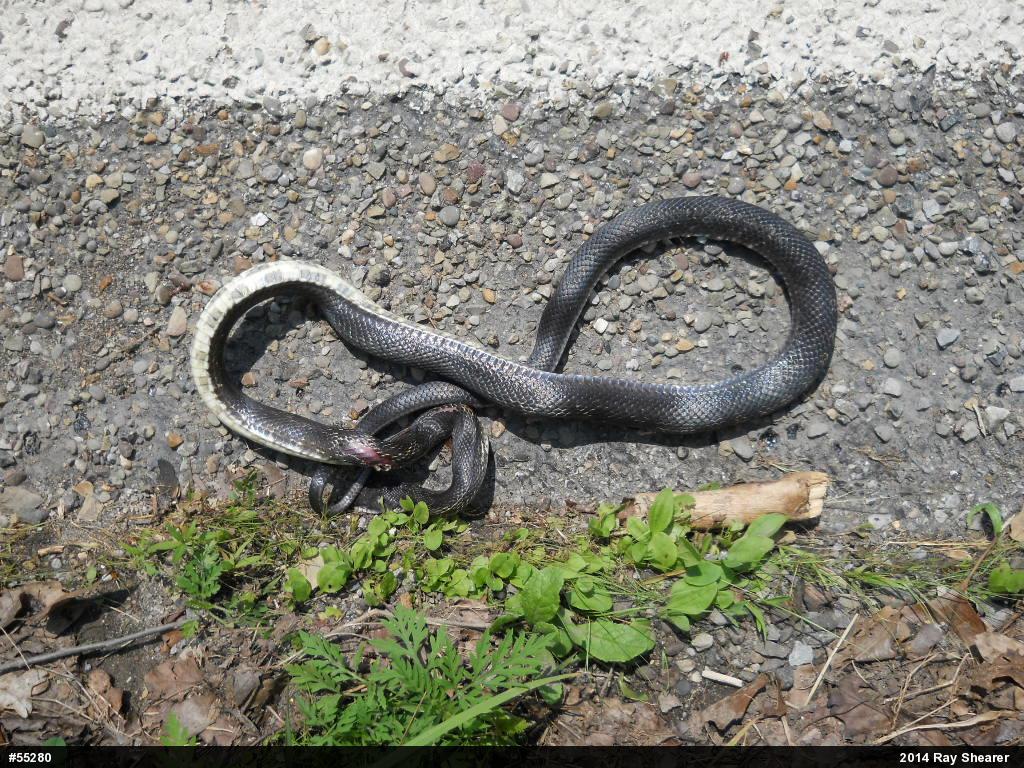 Eastern Ratsnake