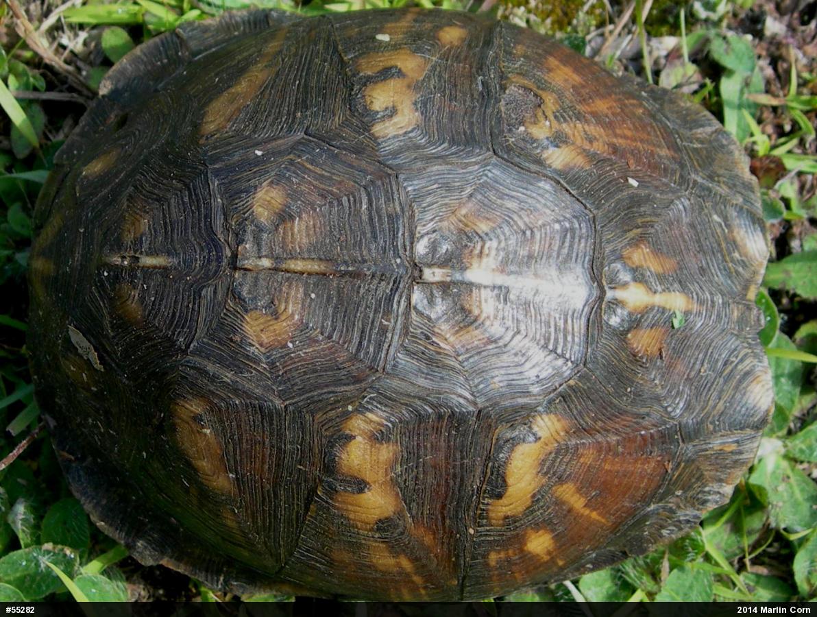 Eastern Box Turtle