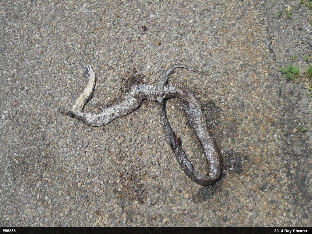 Eastern Ratsnake