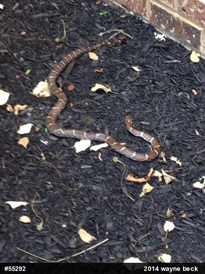 Eastern Milksnake