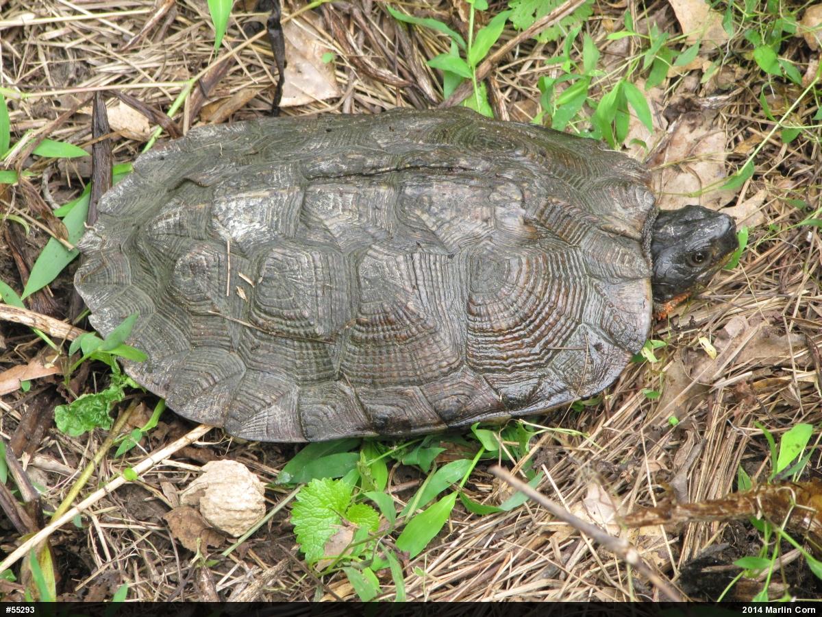 Wood Turtle