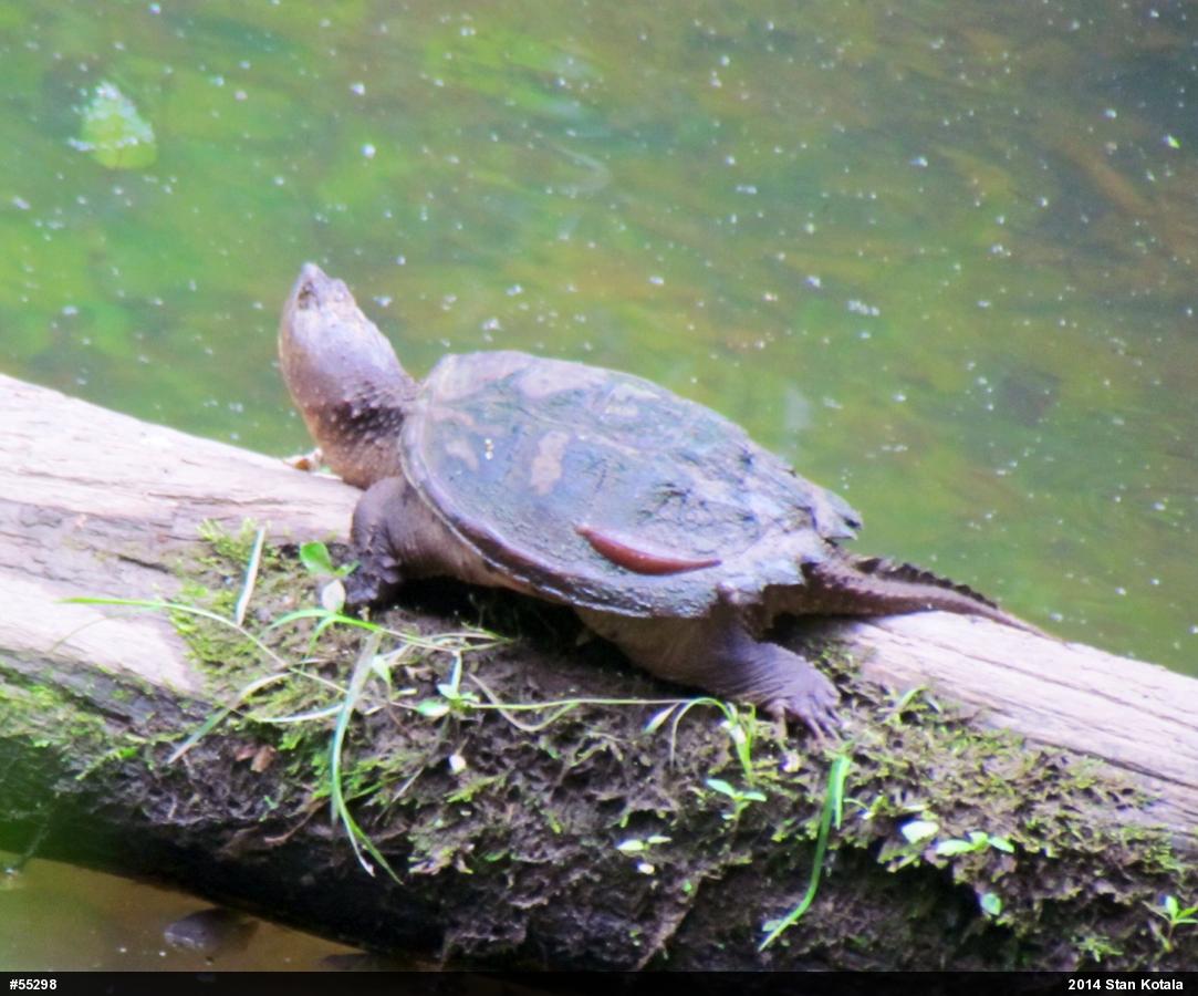Snapping Turtle