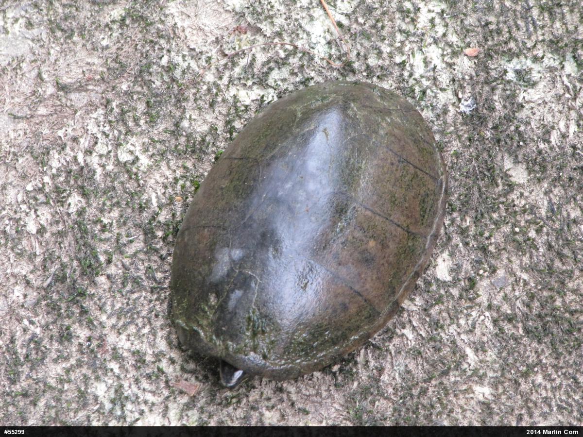Eastern Musk Turtle
