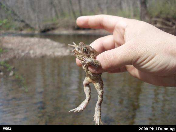 Eastern American Toad